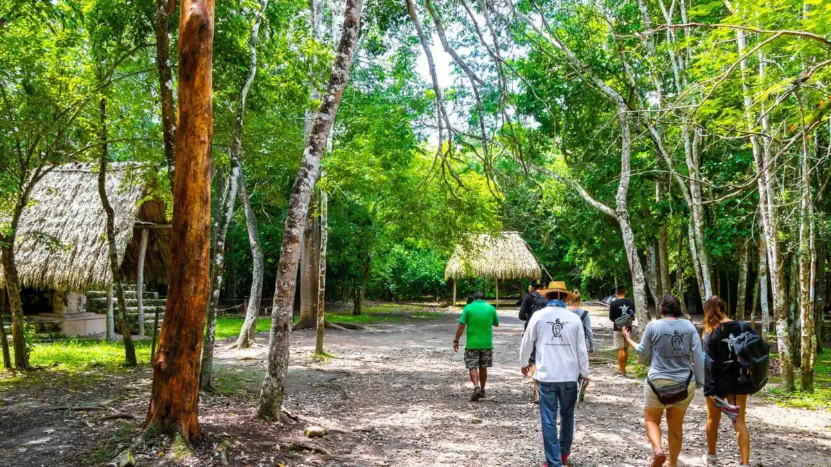 The Nohoch Mul pyramid rising from the forest at Cobá on a Tulum and Cobá day tour, Tulum Mexico