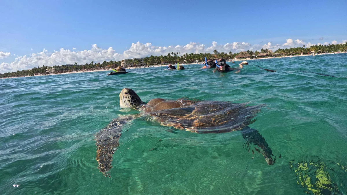 Green turtle grazing seagrass beside snorkellers at Akumal Bay near Tulum, Tulum Mexico